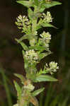 Field pepperweed